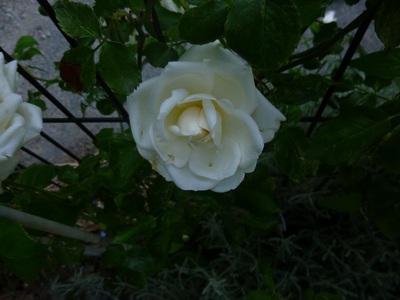 rose1505 (4).JPG